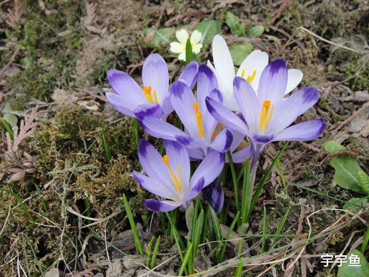 生肖|9月开始好日子享不尽，事业发展顺利，家门兴旺的四大生肖