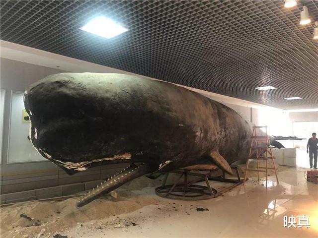 顶住“鲸爆”压力,团队完成15米抹香鲸标本,令其“死而复生”