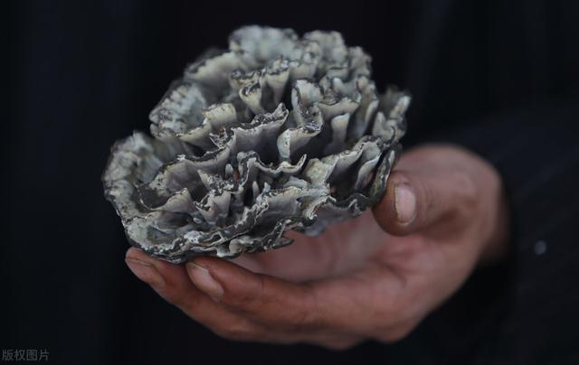 云南|味道怪异却完胜松茸，云南本地人最爱的这种菌子你吃过吗？