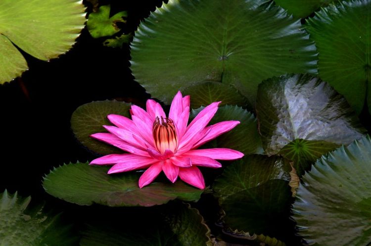 处女座|下个月起，前缘重现，柔情不变，再度着迷，回头相见的4大星座