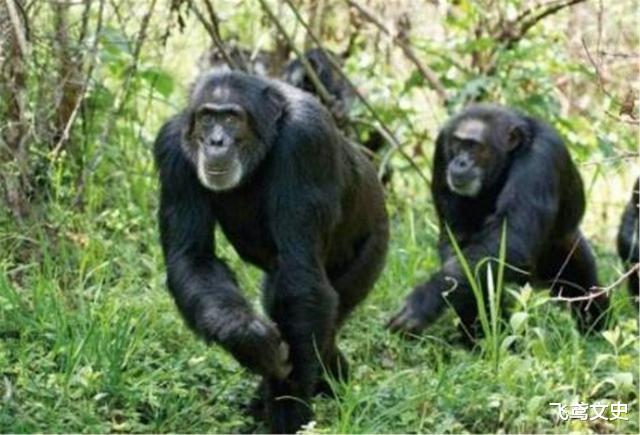 猩猩|人与猩猩后代试验，先后有5名女性参与，为何后来不再继续了？