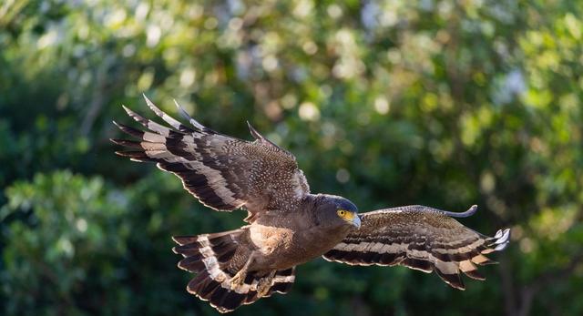 毒蛇|我国最凶猛的鸟类，吃毒蛇就像吃辣条，被称为毒蛇克星！