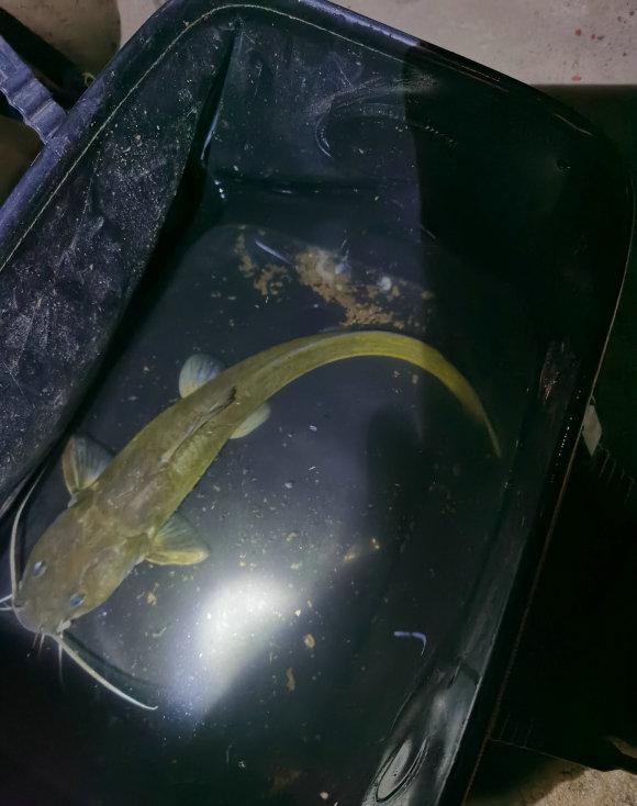 [长江]被“忽视”的长江石扁头，偶尔有人钓起，却被错当成黄颡鱼