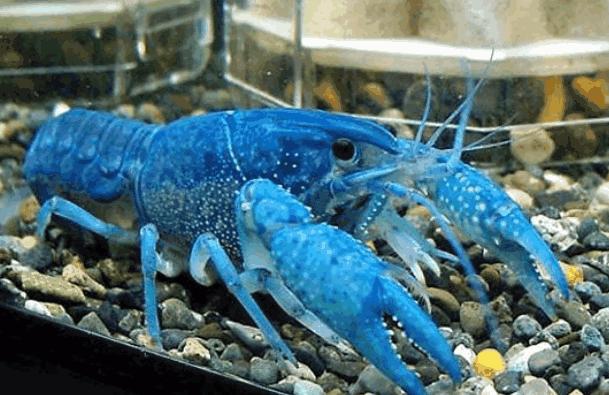 食材|全世界zui顶级的食材合集，你吃过几种，我竟然就吃过一种？