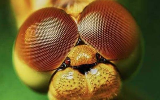 昆虫|拥有“双瞳孔”的人，能看到什么？中国史书就记载了8人！