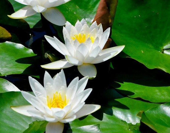 『运势』下半年开始，4属相运势逐步好转，紫气东来，万事顺心如意