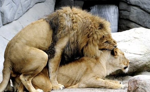 狮子|狮子在交配过程中，为什么要咬住对方脖子？看完你就懂了！