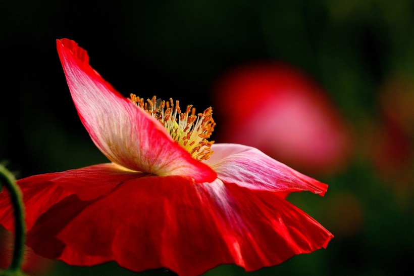 「生肖」7月中旬，旧情未了姻缘未尽，找回旧爱，重新坠入爱河的四大生肖