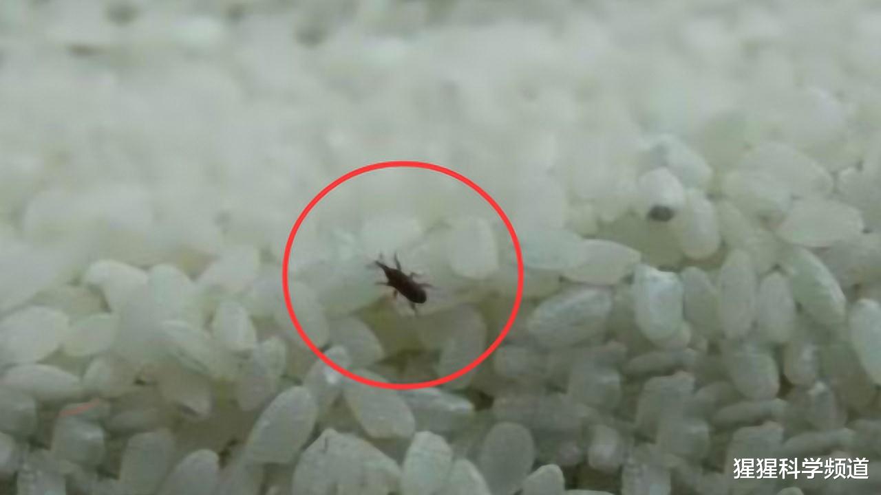 「」米放久了就生虫，那这些虫子是从哪来的？难道是凭空出现的吗