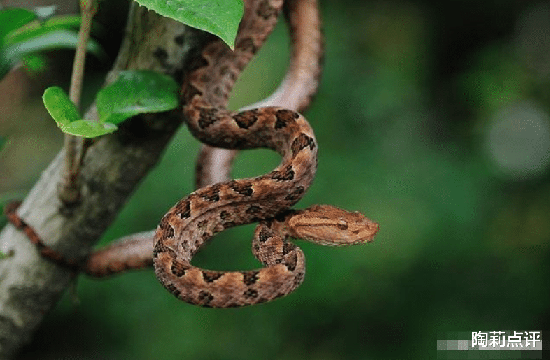 毒蛇|国内十大毒蛇之——原矛头蝮，为何毒性不强，却破坏力十足？