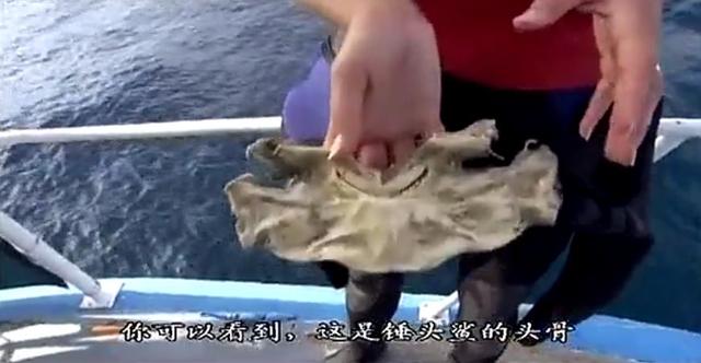 『科学家』哪有什么深海恐惧！8.9分纪录片告诉你来自海底的求生欲