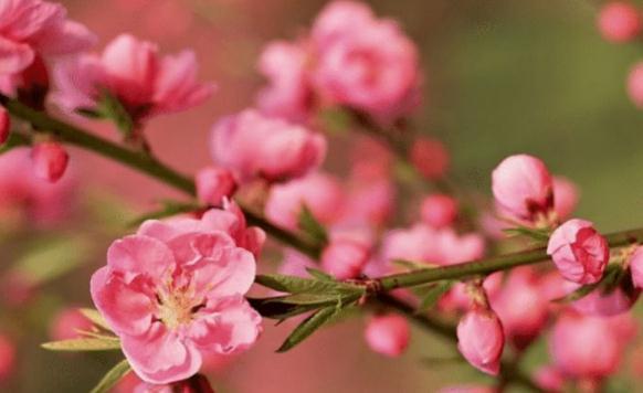 生肖|“男人最离不开”的3个生肖女，高贵又有能力，善于理财