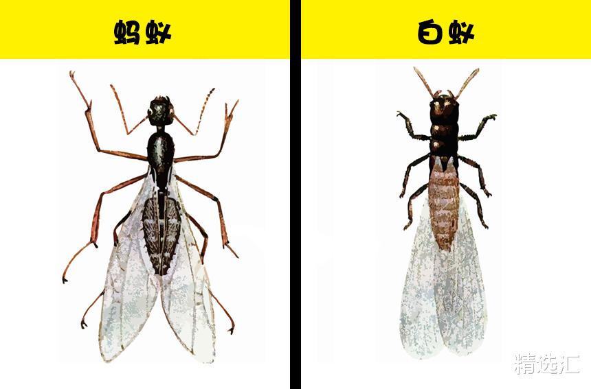 骆驼|看起来几乎完全相同，并被许多人混淆的7对不同的动物