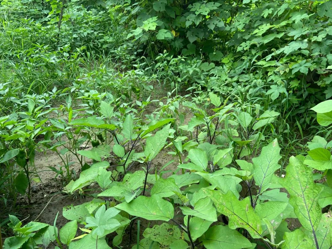 上游新闻|淮安袭警案始末：兄弟俩当着母亲面杀警