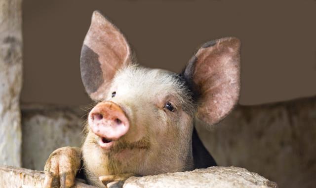 【猪肉】猪价跌破14元，猪肉却还卖28元，为啥？