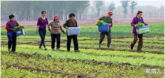 苑燕儿|清华美女博士回农村种地，年盈利800万：读过书的人种地都不一样