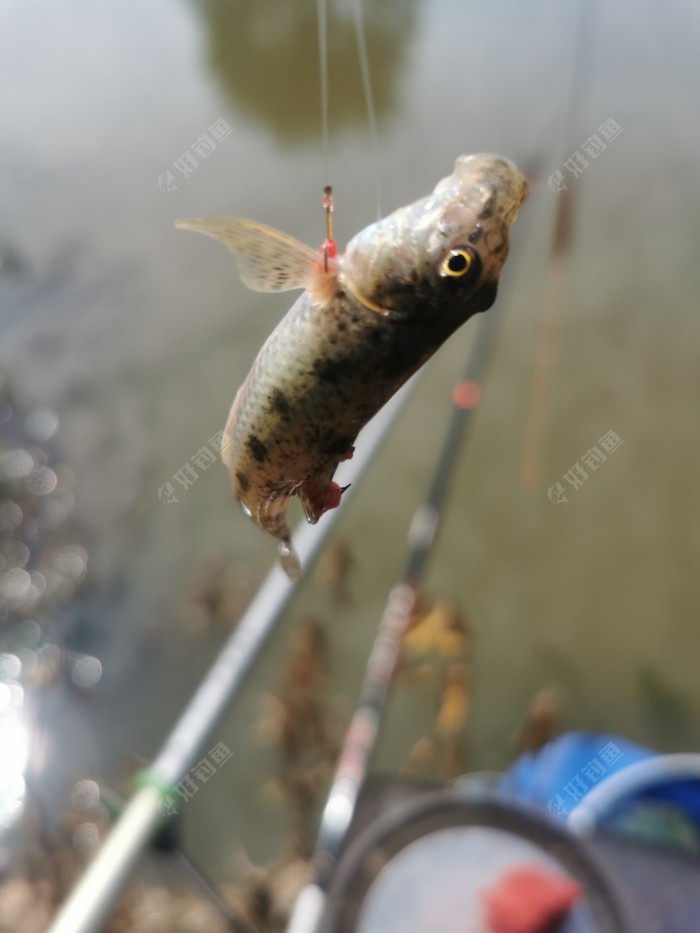 |秋意渐浓，在秋风中享受垂钓的快乐