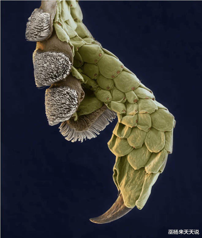 显微镜|22张显微镜下看到的奇妙的照片，看完还敢这样刮胡子吗？