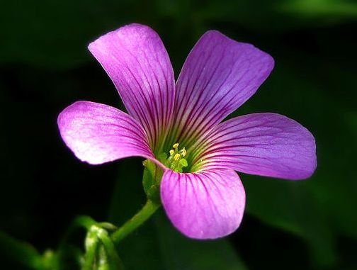 吉星|9月中旬,吉星加身,4属相被桃花包围,贵人相助,日子红红火火