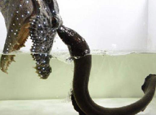 鳄鱼:连鳄鱼见了都要逃跑的动物, 就是这一条鱼