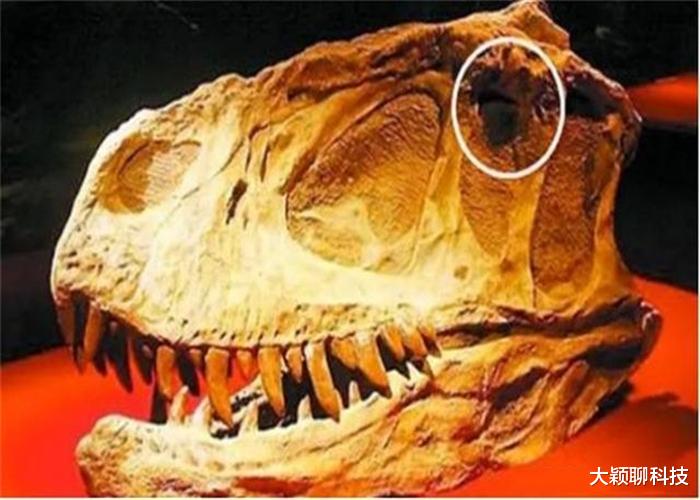恐龙|谁开枪打伤了恐龙?恐龙头骨发现“子弹孔”,现代人穿越了?