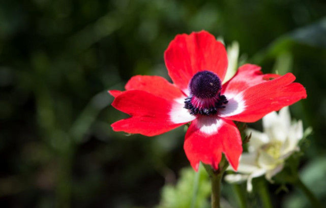 【生肖】6月闷声发大财，7月事业脱颖而出，能够福禄不愁的三个生肖