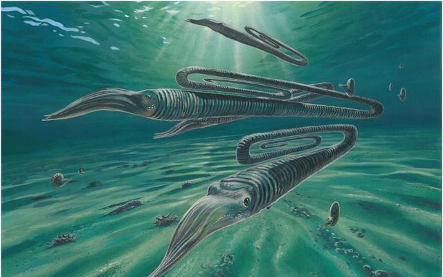 浣熊|酷似回形针，寿命200年，乌贼为什么长这怪样？真的难死科学家了