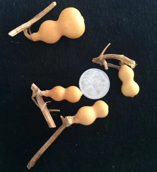 钱币|文玩圈惊现“天价葫芦”,是普通文玩葫芦的100倍