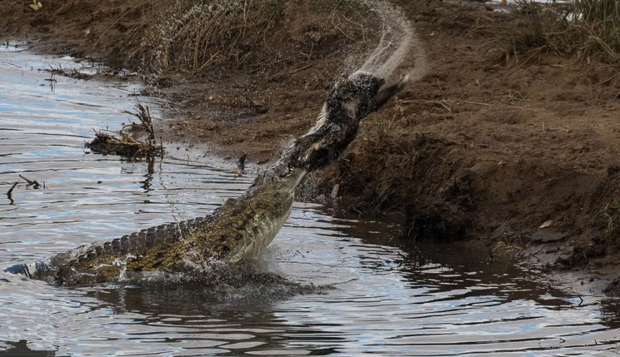 「蜜獾」平头哥真是稀罕惹祸！当它“怼”道了鳄鱼，结果被摔死后扔到岸上