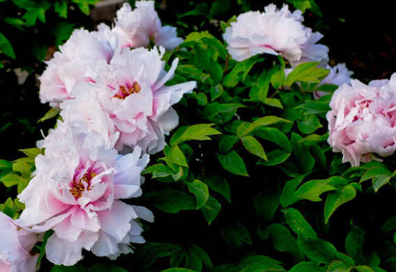 双鱼座■五月起天降福运，4属相好运不断，风生水起，财运翻身，心想事成