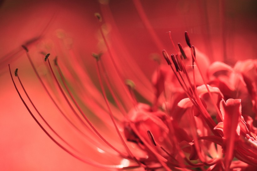 生肖▲6月下旬期间，桃花随风舞，巧遇佳偶，喜结美满姻缘的四大生肖