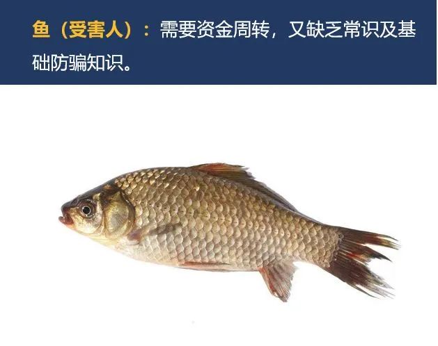 「宣威」曝光！“杀猪盘”、“杀鸟盘”、“杀鱼盘”……骗局全揭秘！