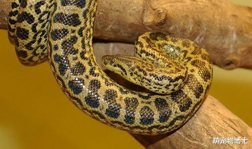 大象|自然界的绿巨人：世界上力量最强的10种动物