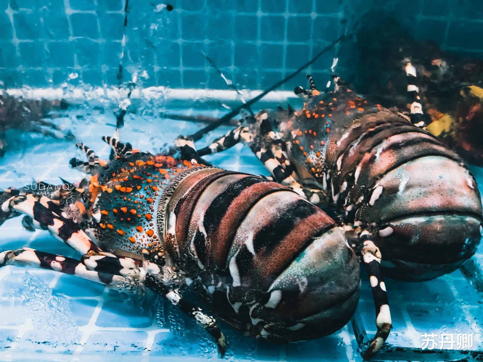 三亚|三亚第一市场宰客严重？游客不听劝，挑海鲜吃海味，人均124