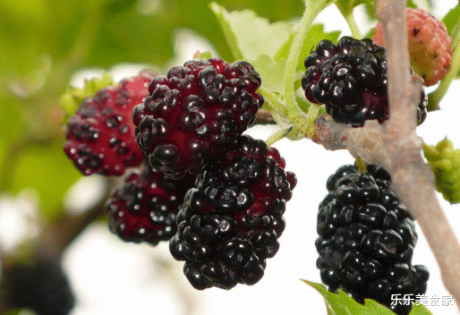 桑葚■你还在买桑葚吃吗？我也是今天才知道，看后麻烦转告家人和朋友