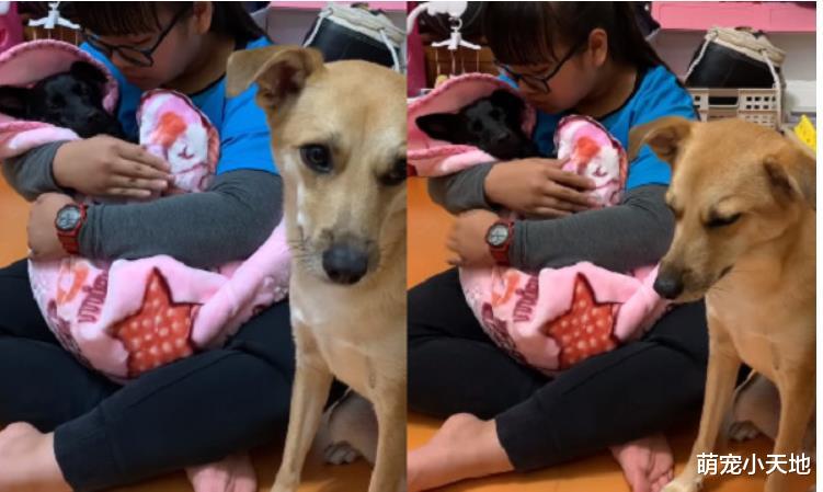 黑汪被包成生乳卷姐姐哄睡！旁边小黄汪坐镇，偷打瞌睡笑翻网友