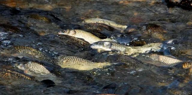鲫鱼|重铅找底真的对吗？试试用这几个方法测试你是否会调漂