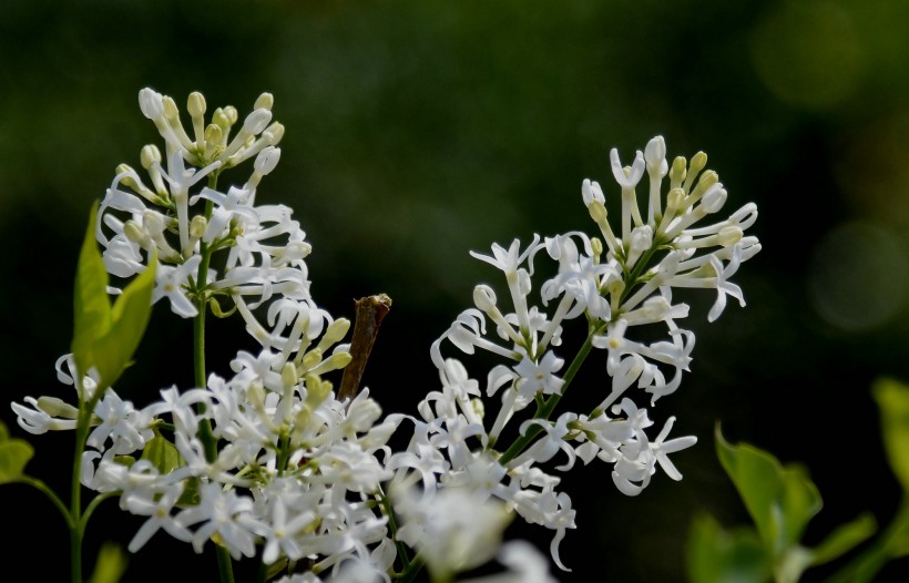 #生肖#6月底左右，桃花入命，姻缘撞大运，和爱人修成正果的四大生肖