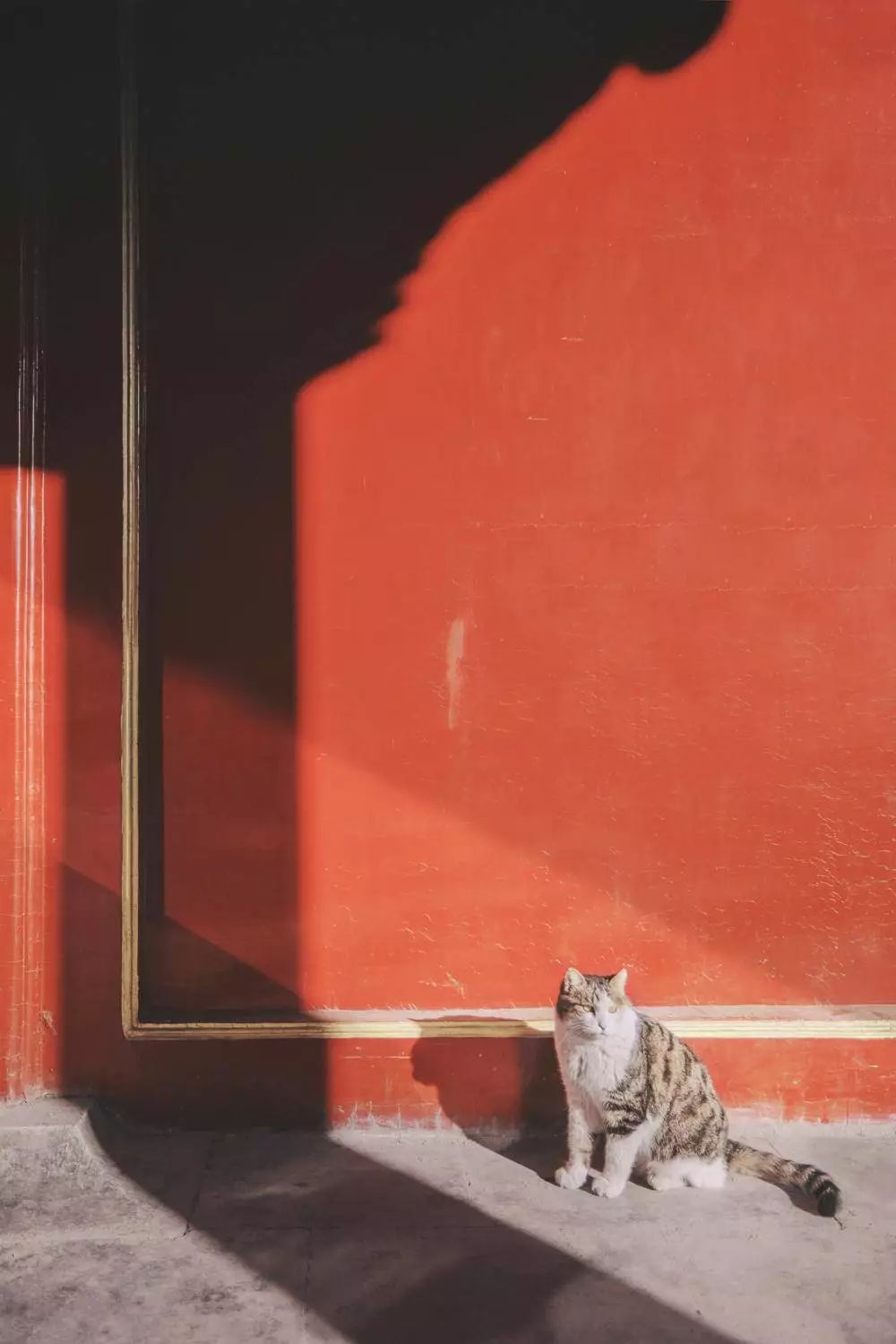 全网爆火的故宫雪景图和猫，是她拍下的。