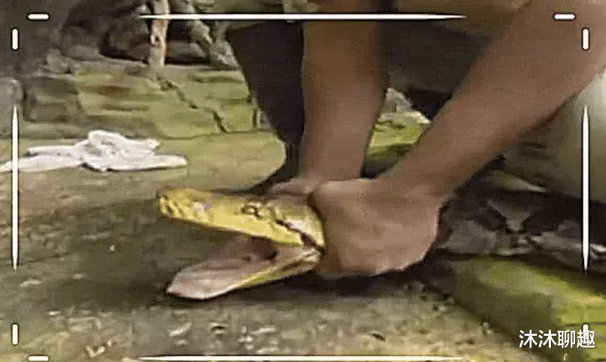 蟒蛇@为什么捕蛇要用毛巾盖住它的眼睛？看看被遮住眼睛后它们什么反应