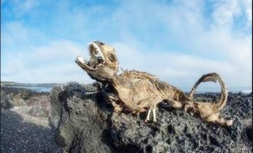 厄尔尼诺现象■专家：人类或已唤醒“远古厄尔尼诺”，2020年后地球将陷入水深火热？