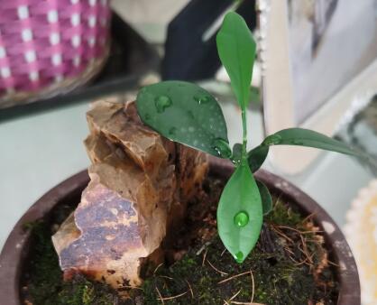 机器人|Excel点击超链接时提示由于本机限制无法打开链接