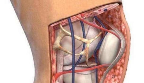 月球■人类进化中被淘汰的器官开始复活，科学家研究后：不是好消息！