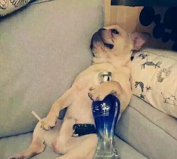 ：命里钱财，是有定数的：“生肖狗”将会有天降“大喜”，速接！