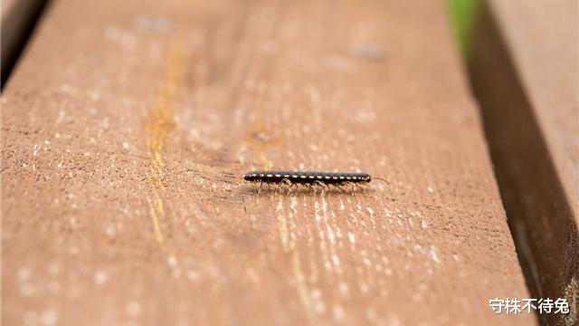 含羞草|10个冷知识:为什么年龄越大,感觉时间过得越快