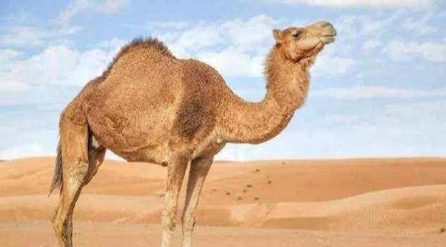 骆驼@从来没有听说有猎食动物捕杀骆驼，难道骆驼真的没有天敌？