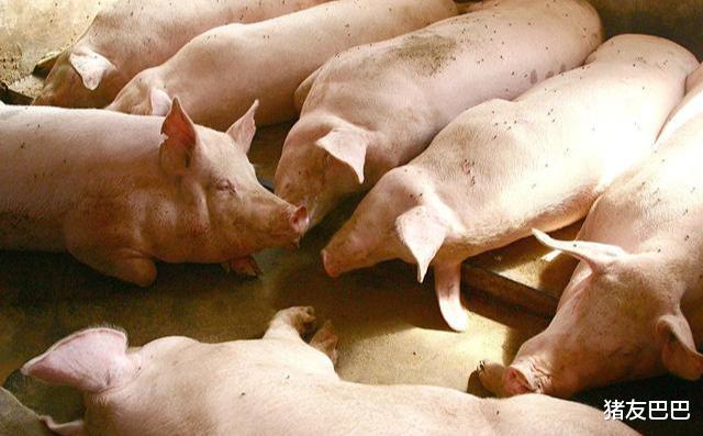 生猪价格|27跌！猪价“跌惨”，全国大范围飘绿，猪价下跌“不死不休”？