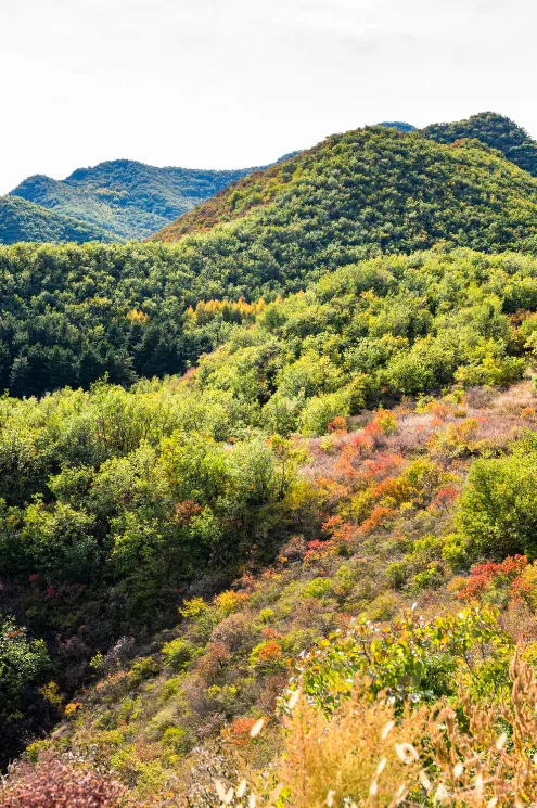 延庆|别找了，京郊 “赏秋最佳景观位”在这里！