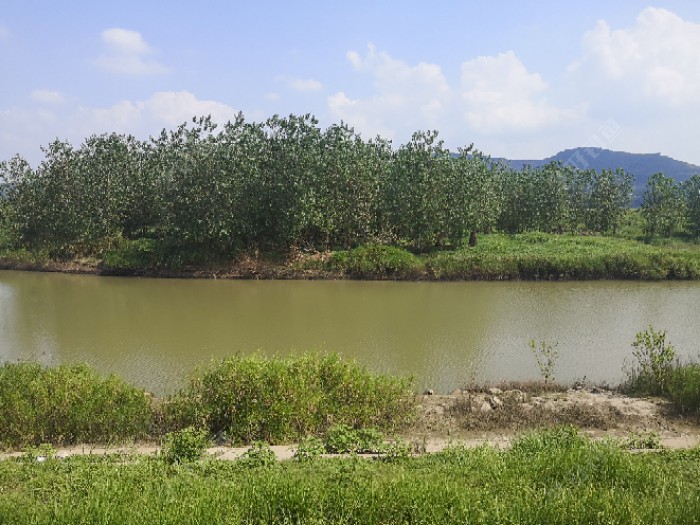 鲫鱼|许久没钓鱼，一钓就上瘾