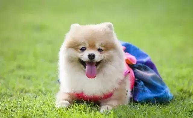 坠入情网|狗同志：您的“大囍”已登门，时间就在11月1号，不接就走掉了！